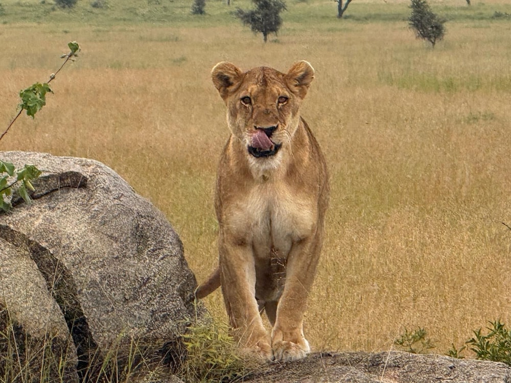 Moyoni Africa Lodge & Tours