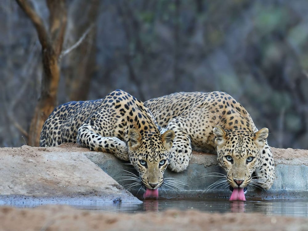 Aravali Nature Luxury Camp