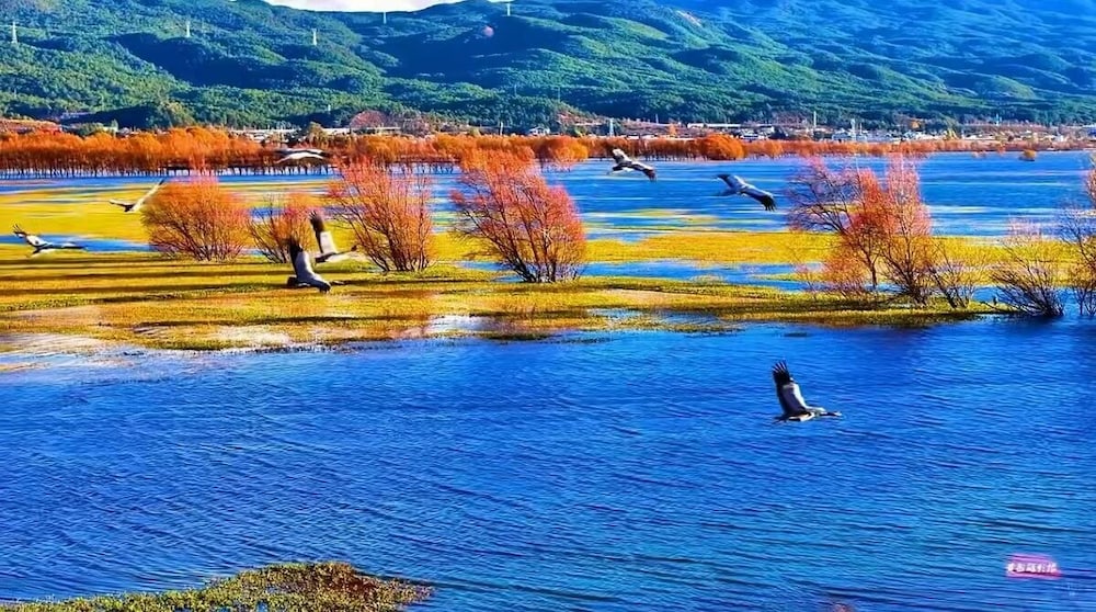 yuanxiangwenyuan