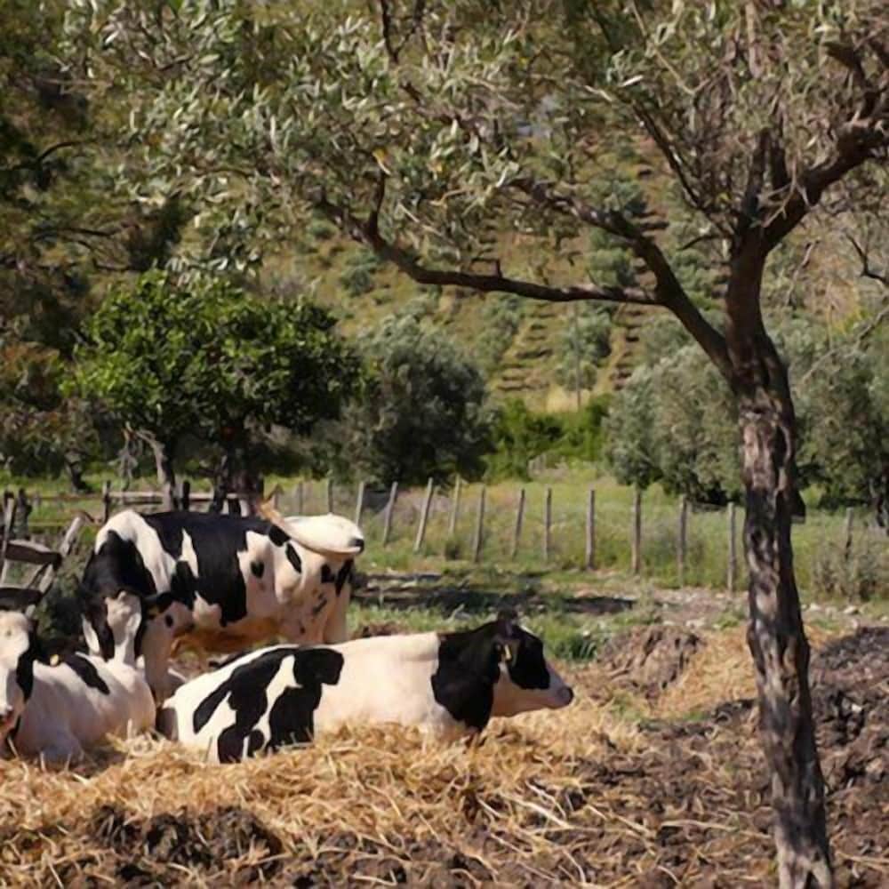 Agriturismo Modi