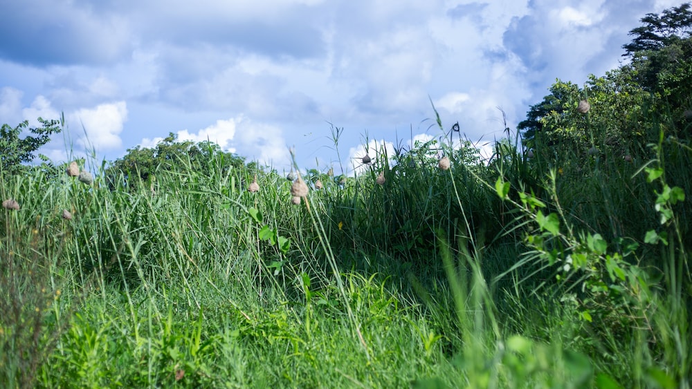Ndau Lodge view 5