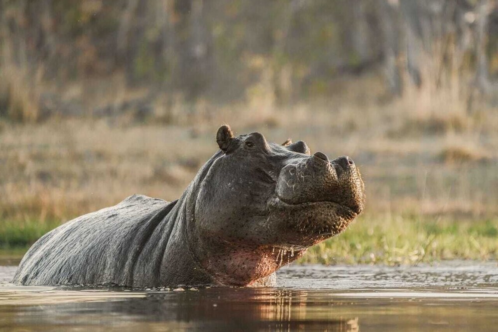 Khwai Mokoro Safaris and Campsites