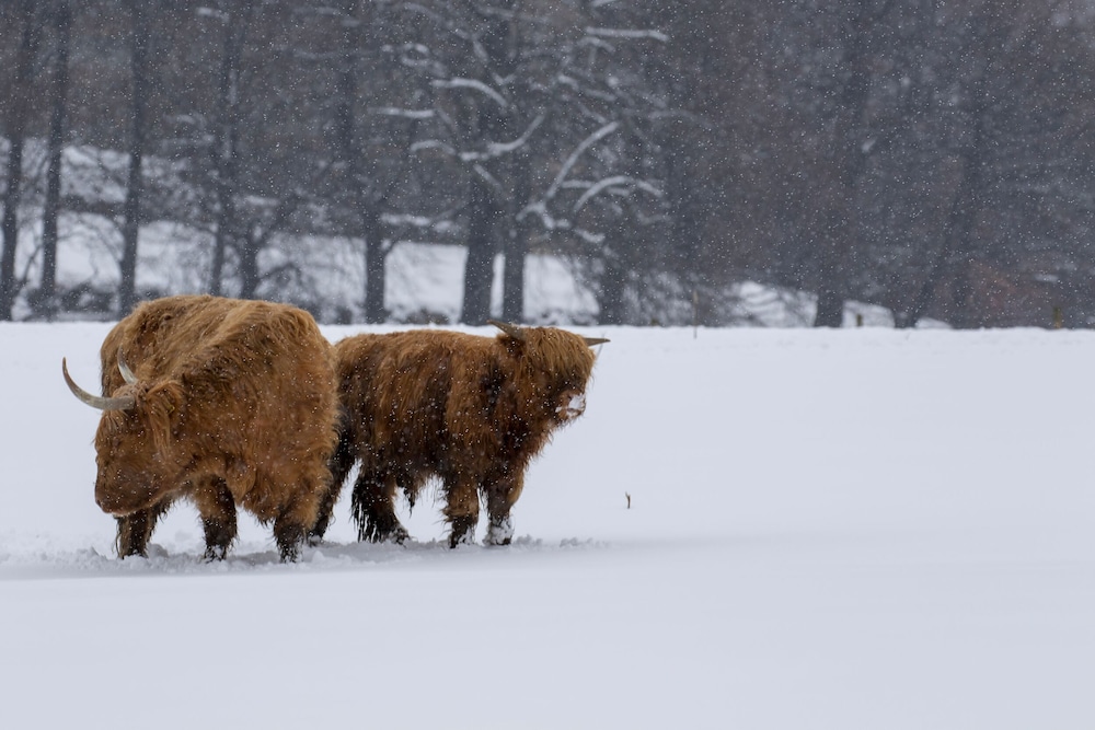 Golden Eagle Lodge