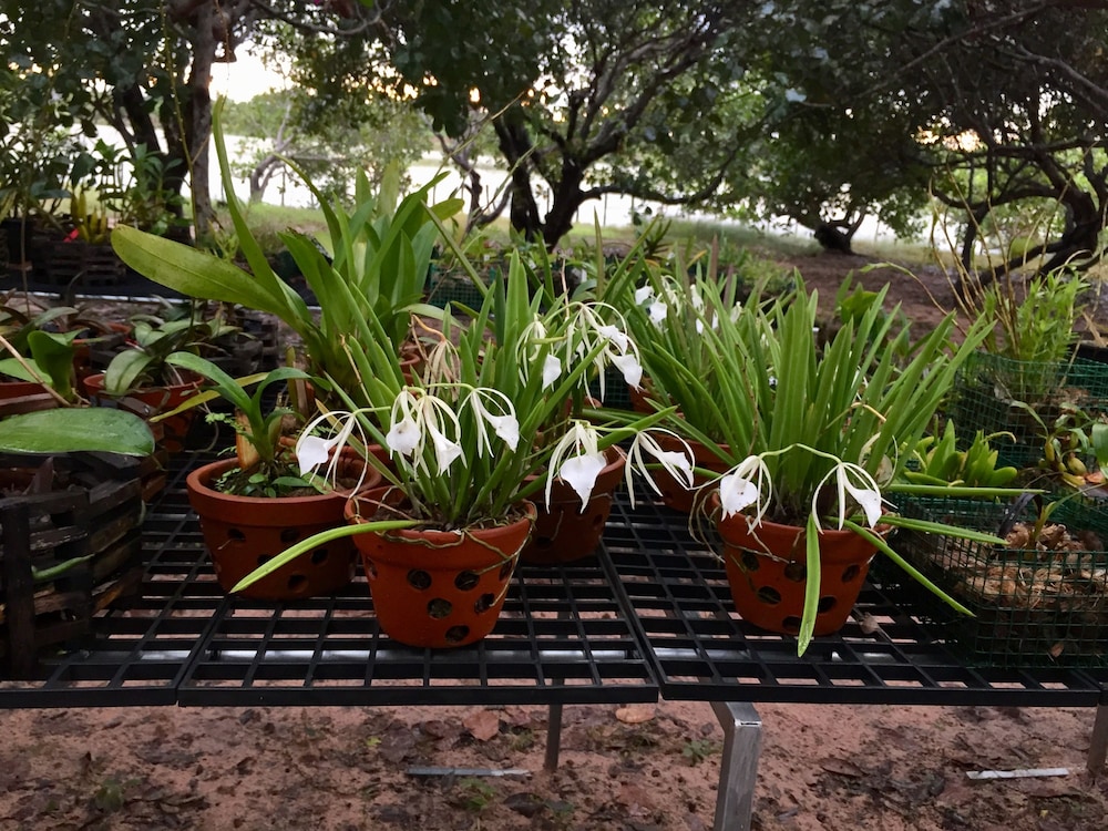Dracaena Resort