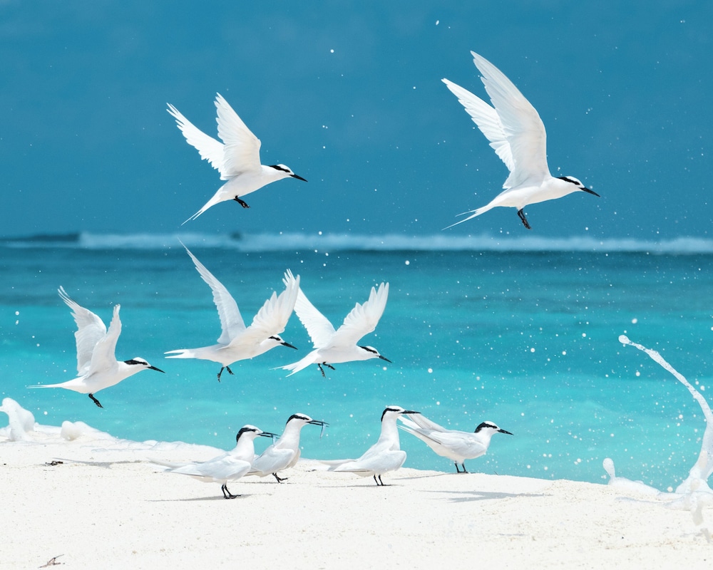 Fushi Beach Fenfushi
