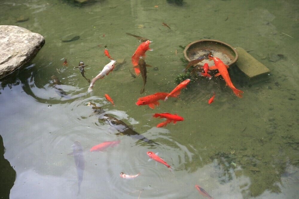 Photo 40