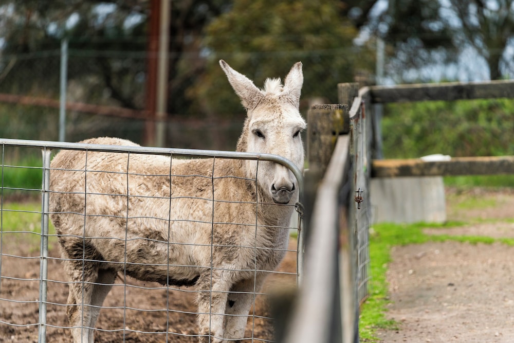 Hahndorf Farm Barn