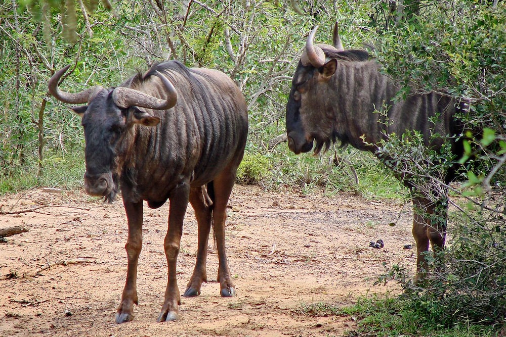 Bonamanzi Game Reserve