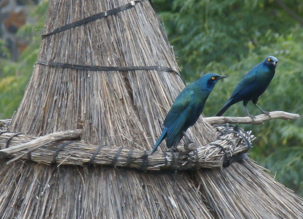 Mayleko Lodge