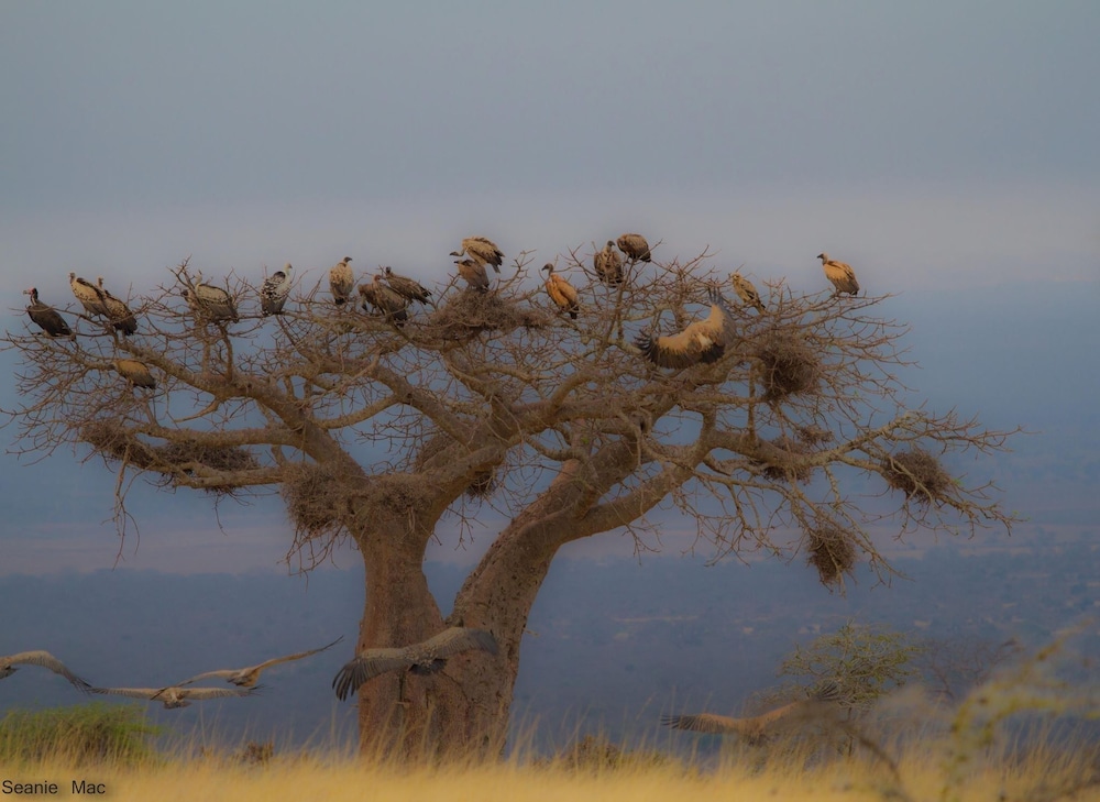 Simbamwenni Lodge and Camping, photo 35