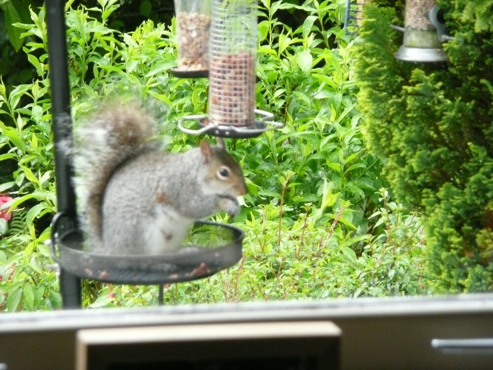 Photo 45