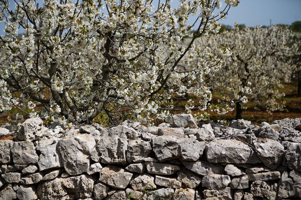 Masseria Guadiano Vecchio