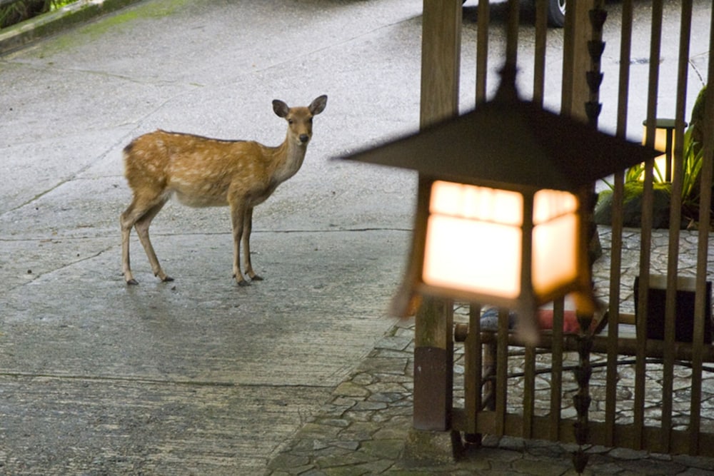 Tsukihitei Ryokan