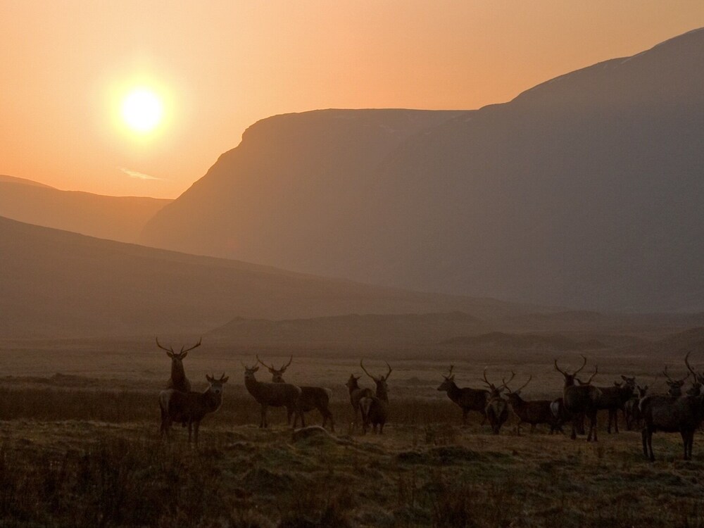 Alladale Wilderness Reserve