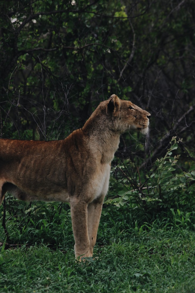Nyati Safari Lodge
