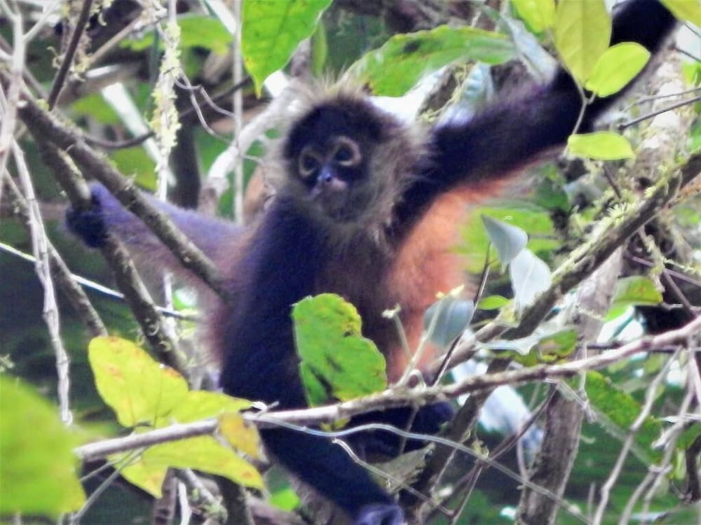 Naguala Jungle Lodge