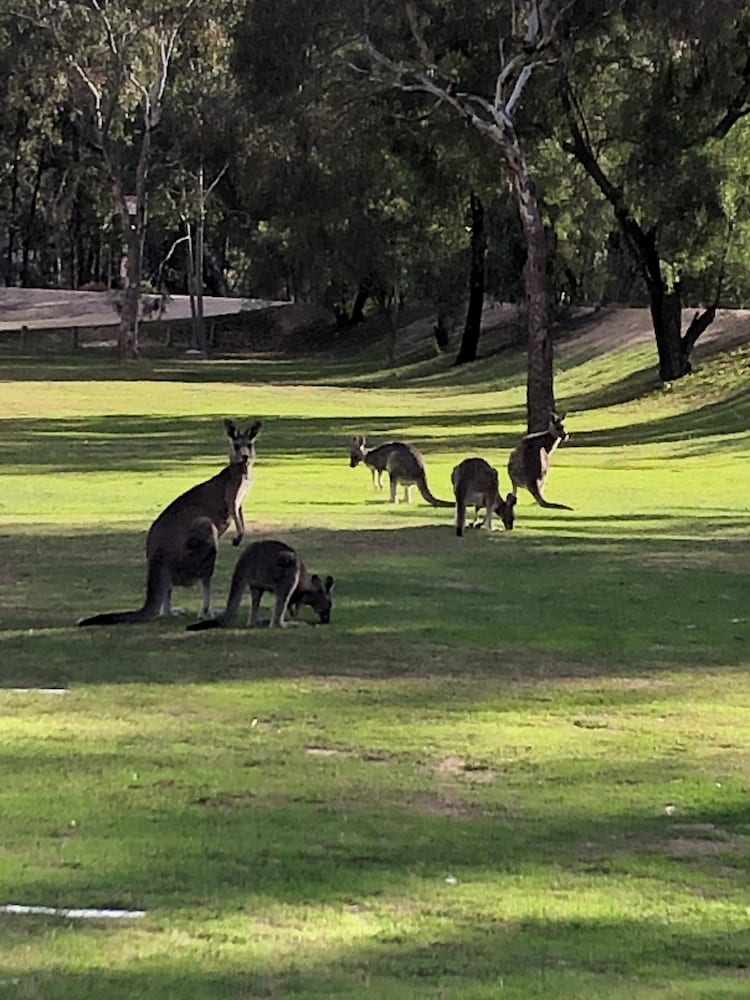 Ingenia Holidays Murray Bend
