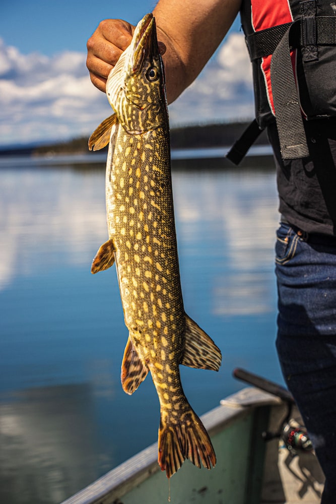 Little Atlin Lodge