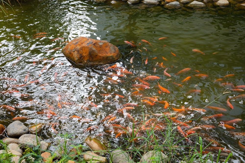 Photo 41
