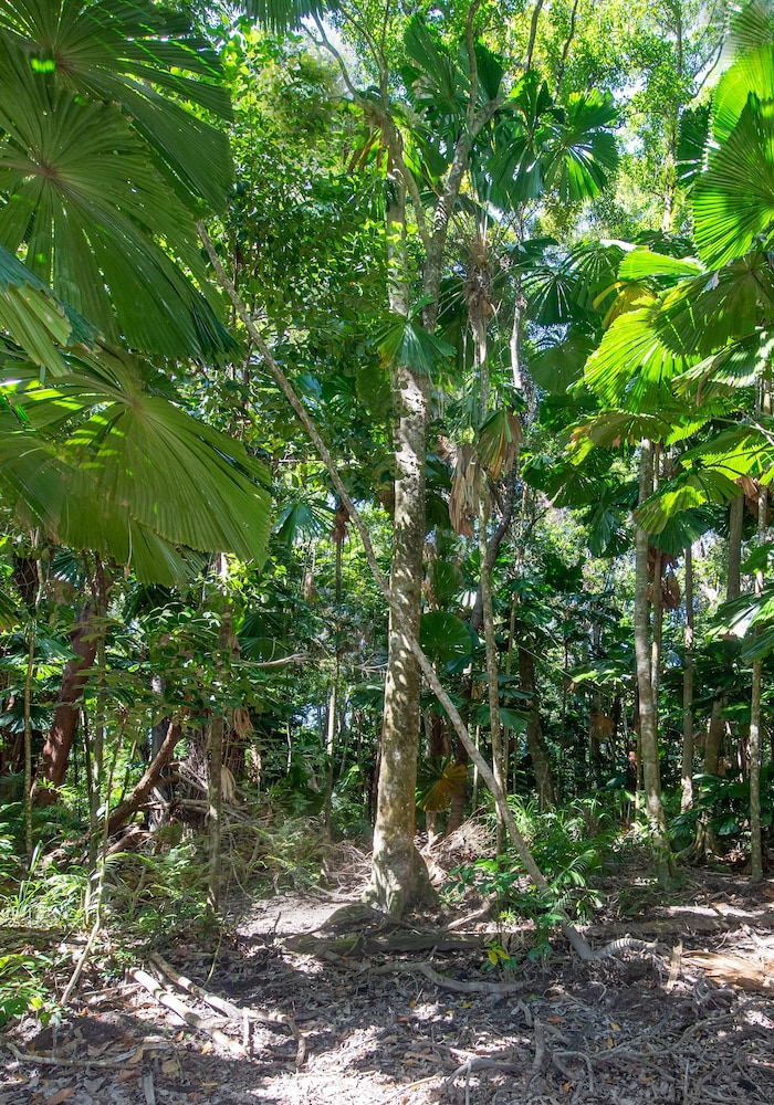 Cape Tribulation Beach House