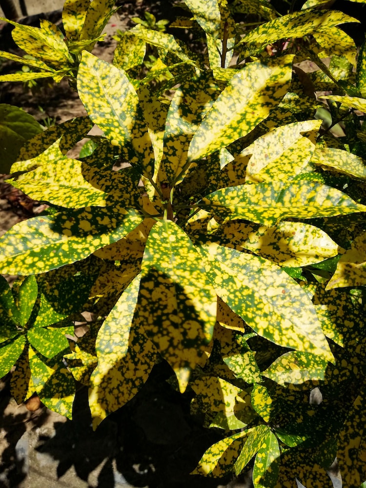 Ecohabs Bosques del Tayrona