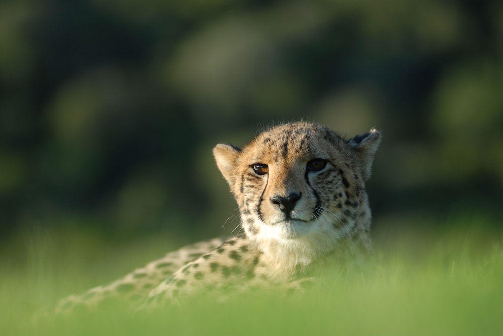 Hopewell Private Game Reserve