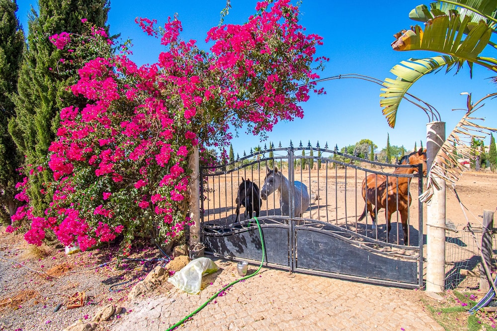 Yoba Horse Farm in Carvoeiro