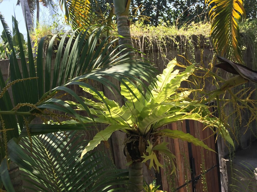 Pousada Canggu
