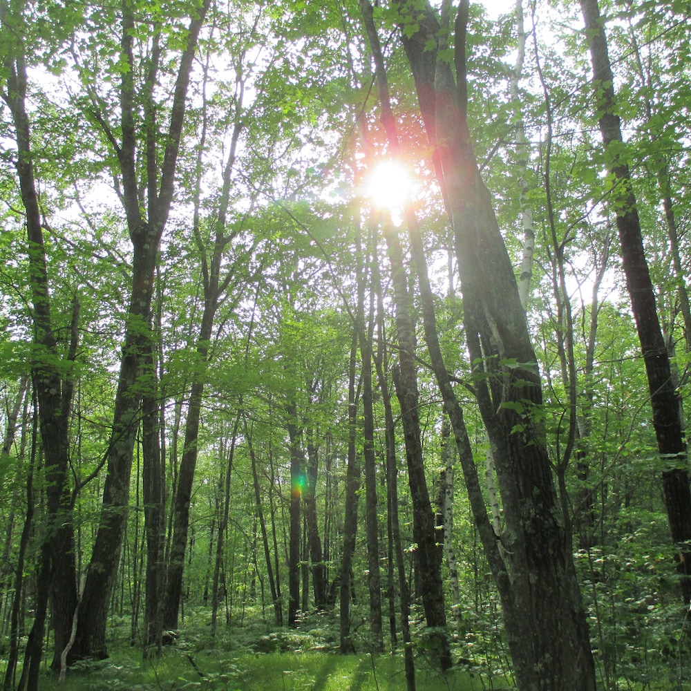 Shire In The Woods