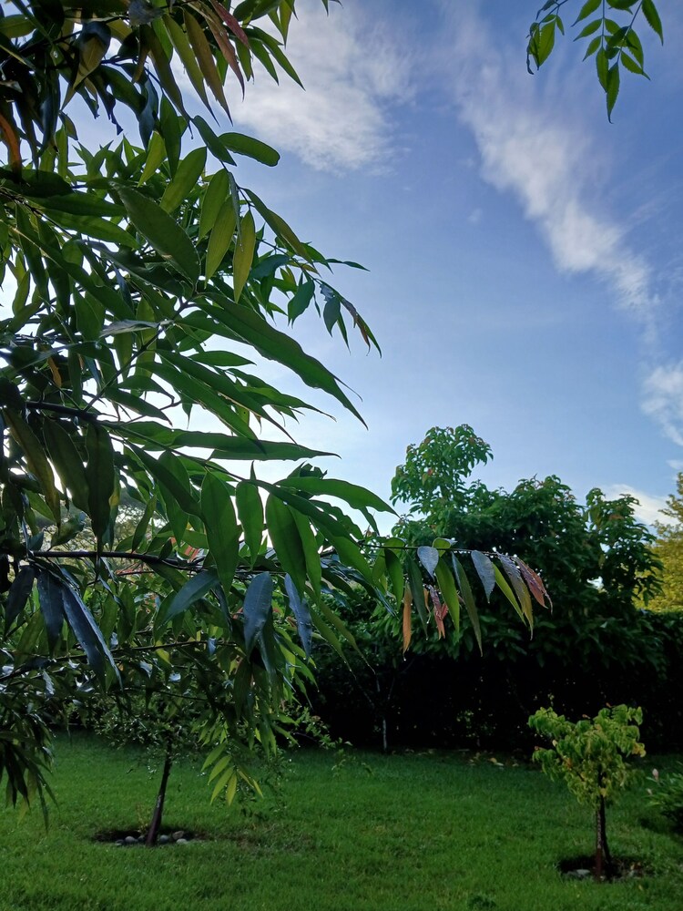 Morning Glory
