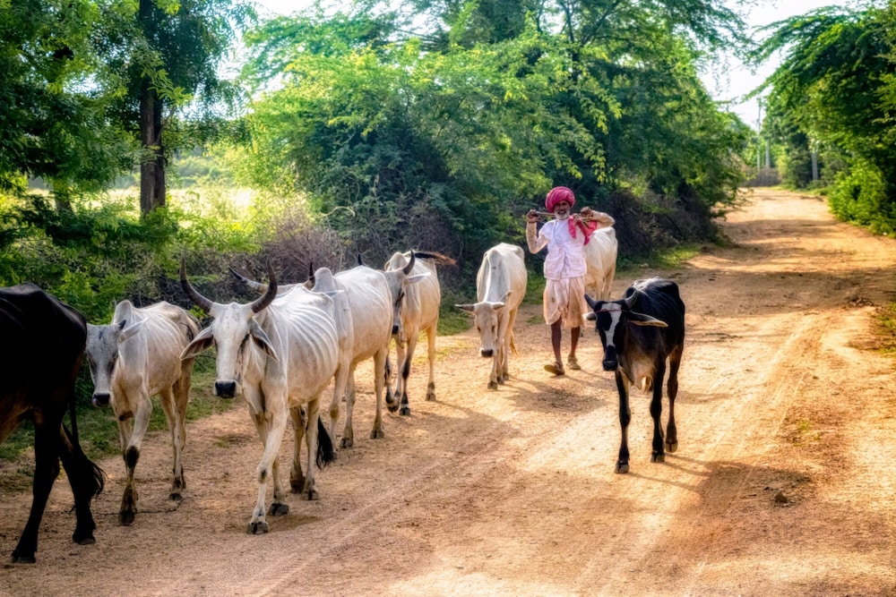 Aravali Nature Luxury Camp