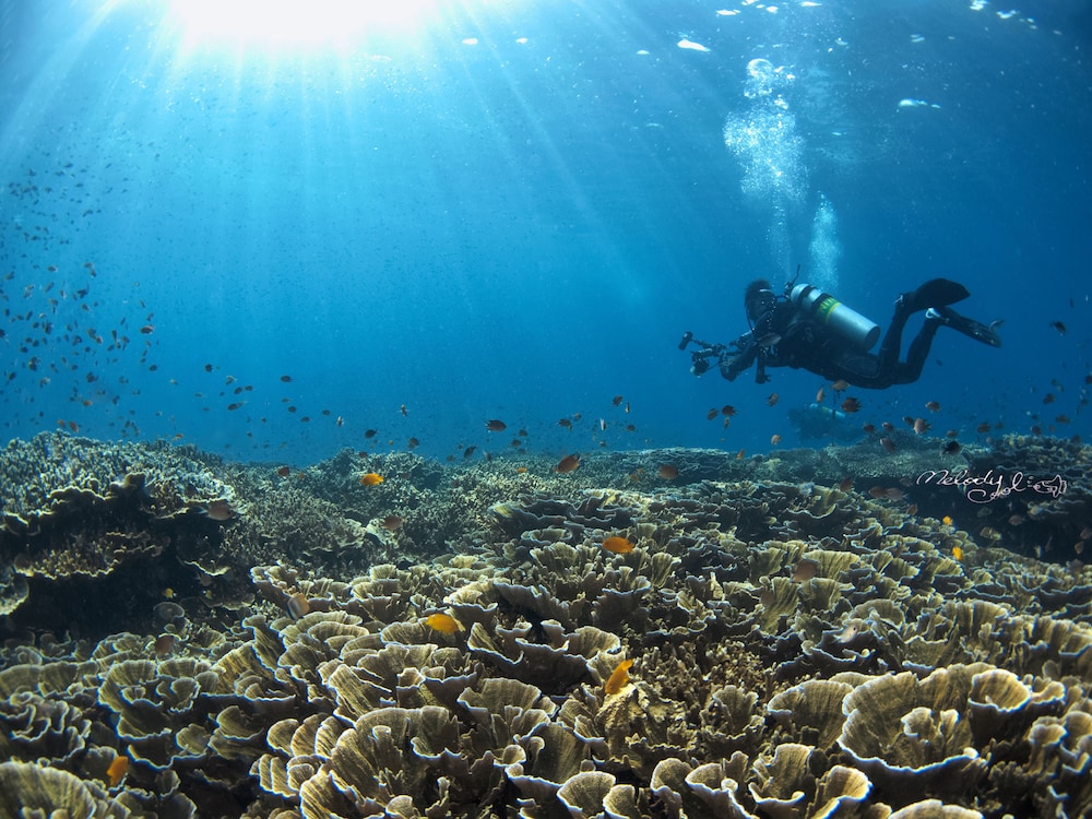 Turtle Bay Dive Resort