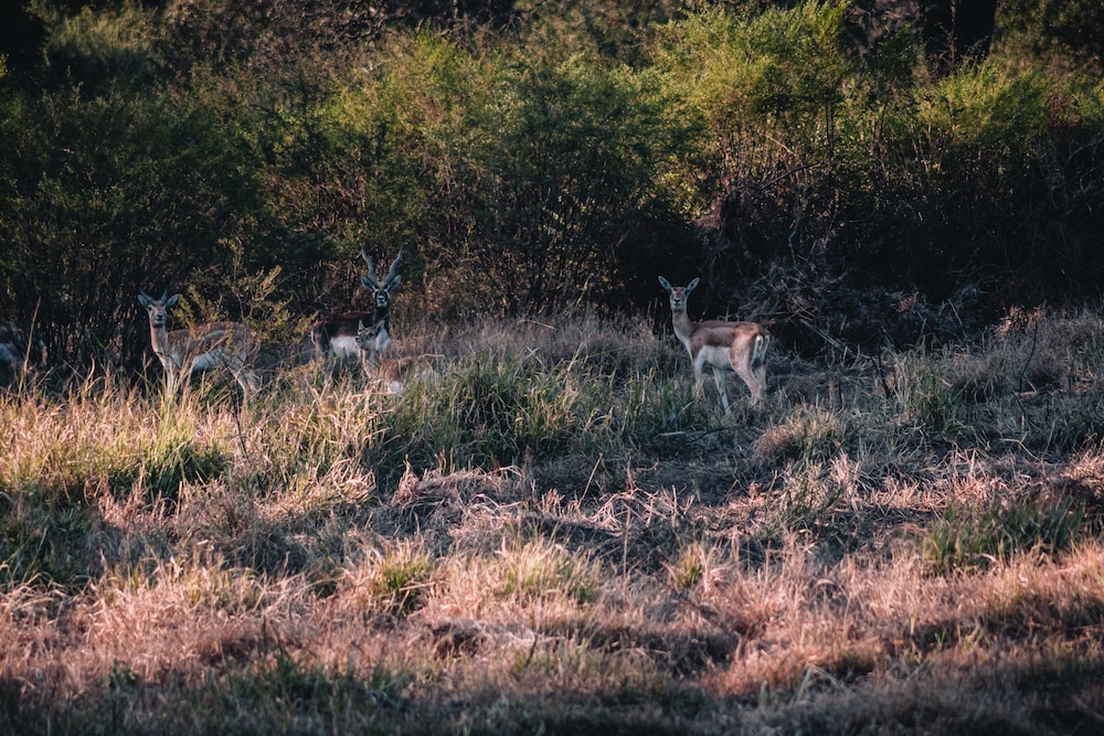 La Ceiba