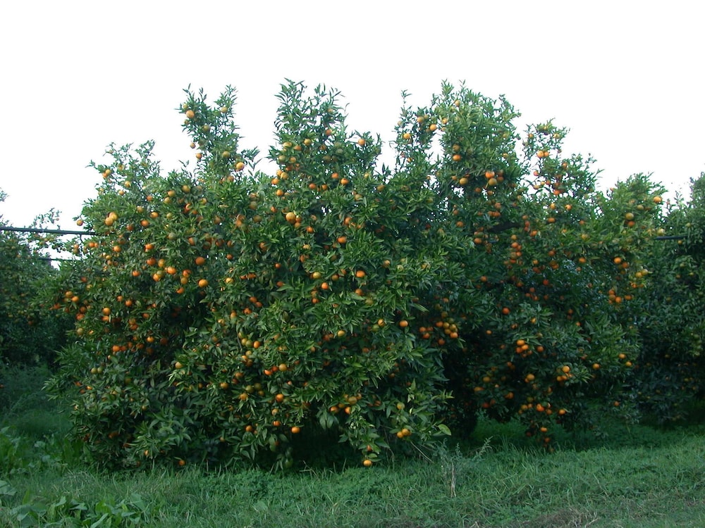 Casavacanze BioMele, Foto 29