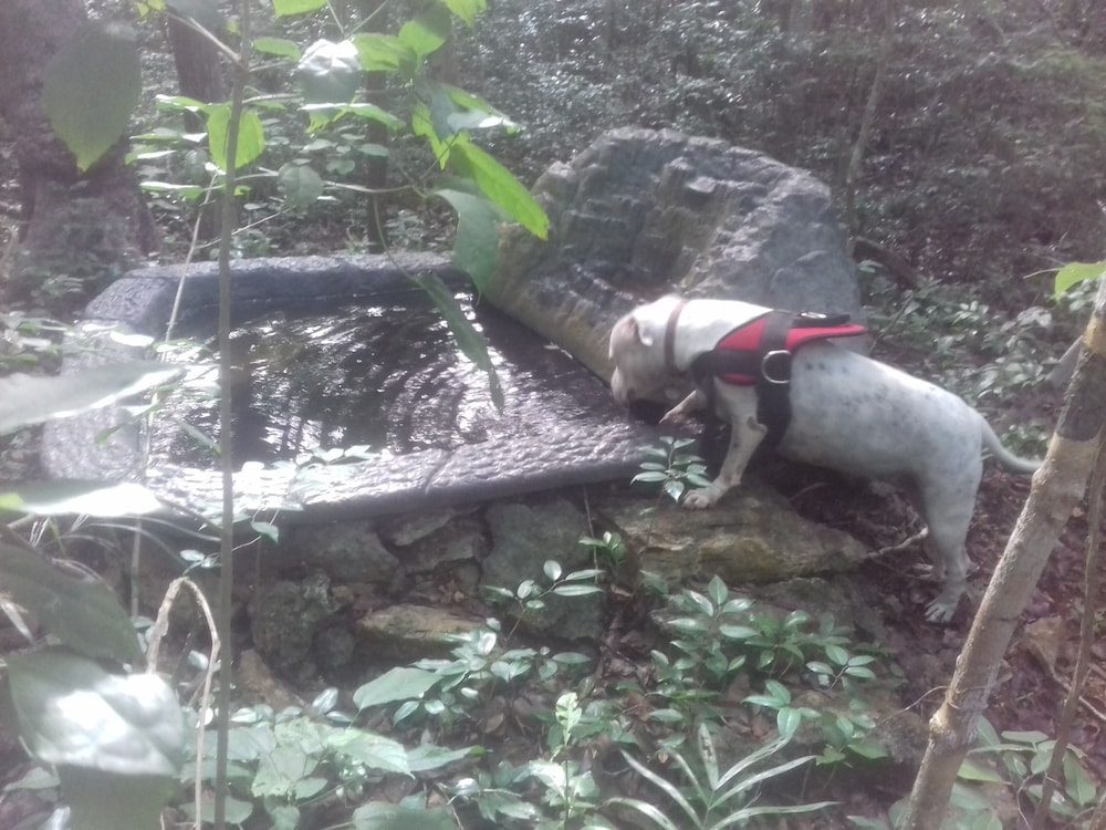 Hotel y Temazcal en Solferino