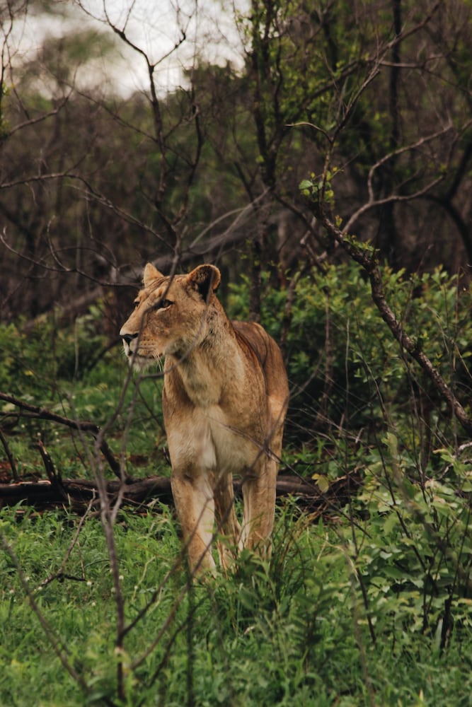 Nyati Safari Lodge