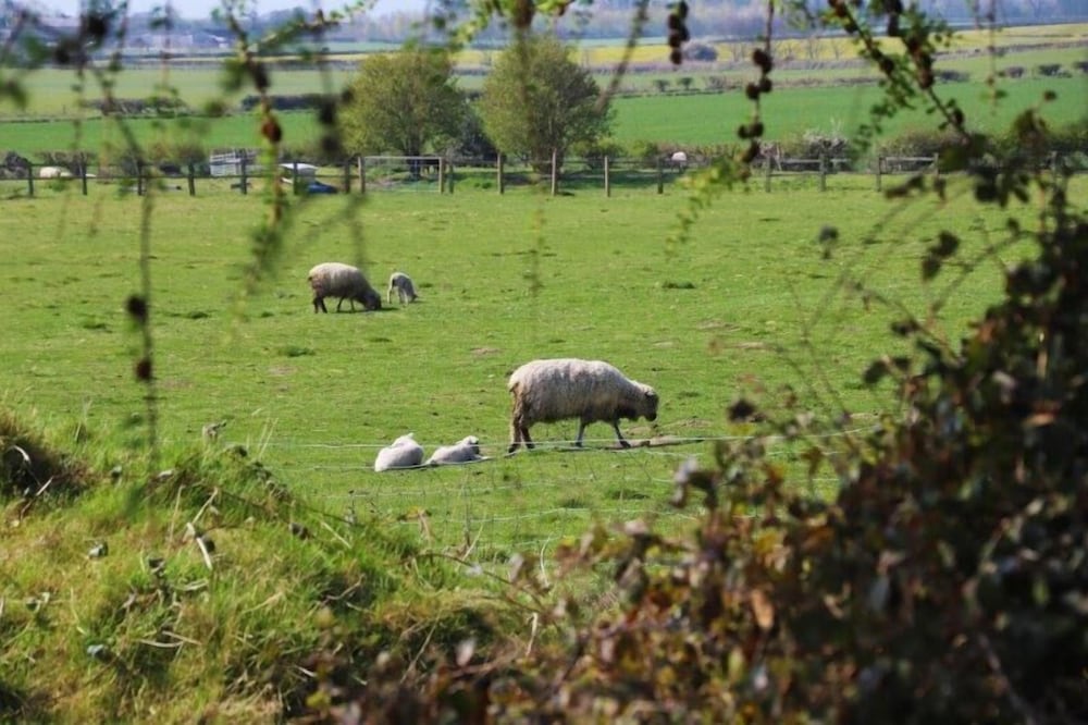 Elmfield House B&B