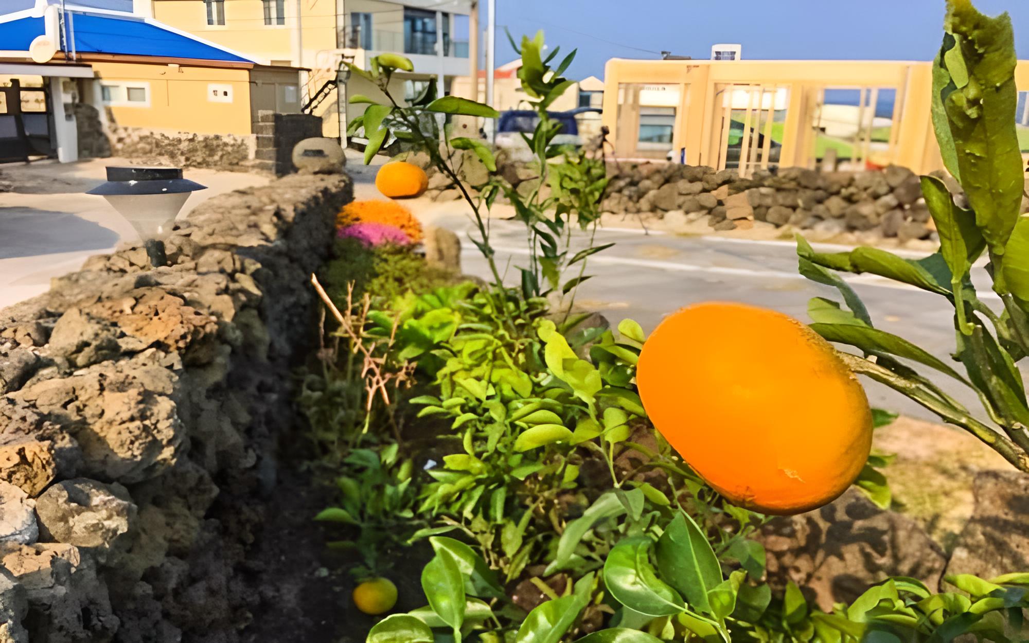 Jeju Woljeong Peanuts Pension