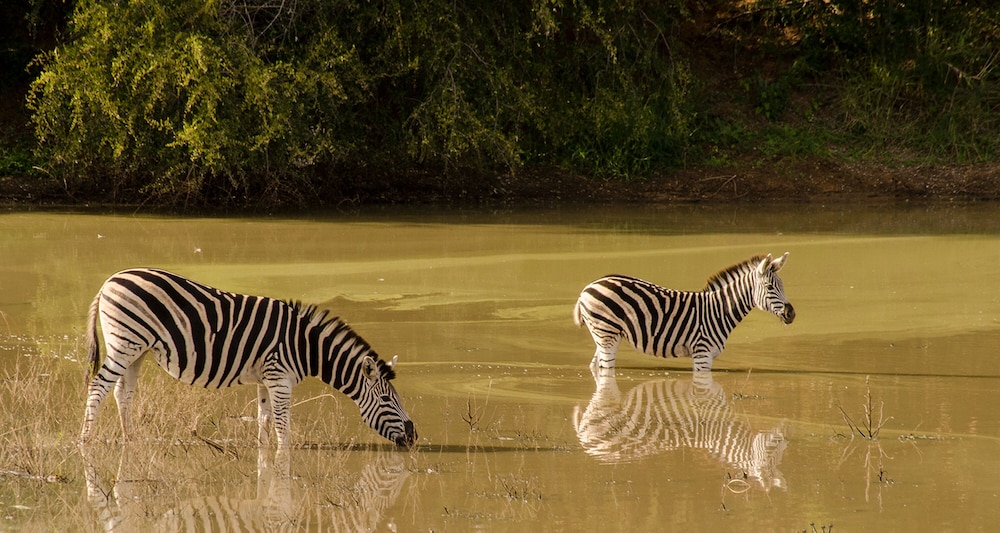 Elandela Private Game Reserve & Luxury Lodge