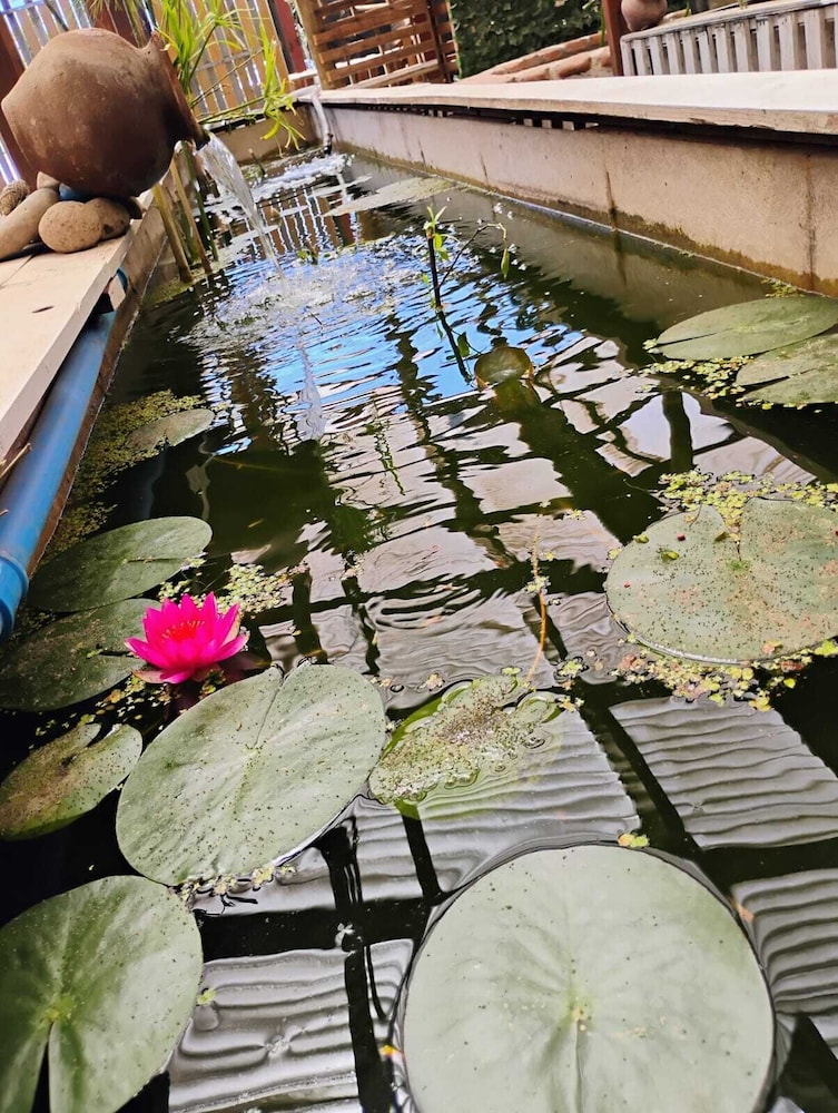 Casa Niwa Koi Entre Peces