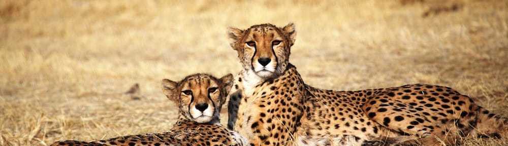 Cheetah View