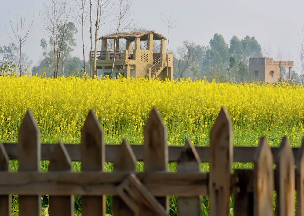Punjab village farm near Amritsar
