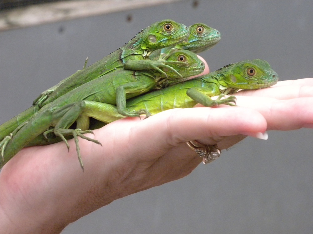 Belize Vacations - Table Rock Jungle Lodge - Property Image 25