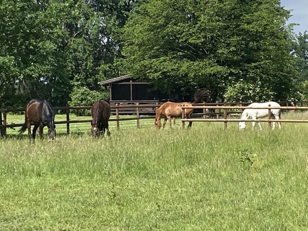 Cozy Holiday Home on a Horse Farm in the Luneburg Heath - Property Image 37