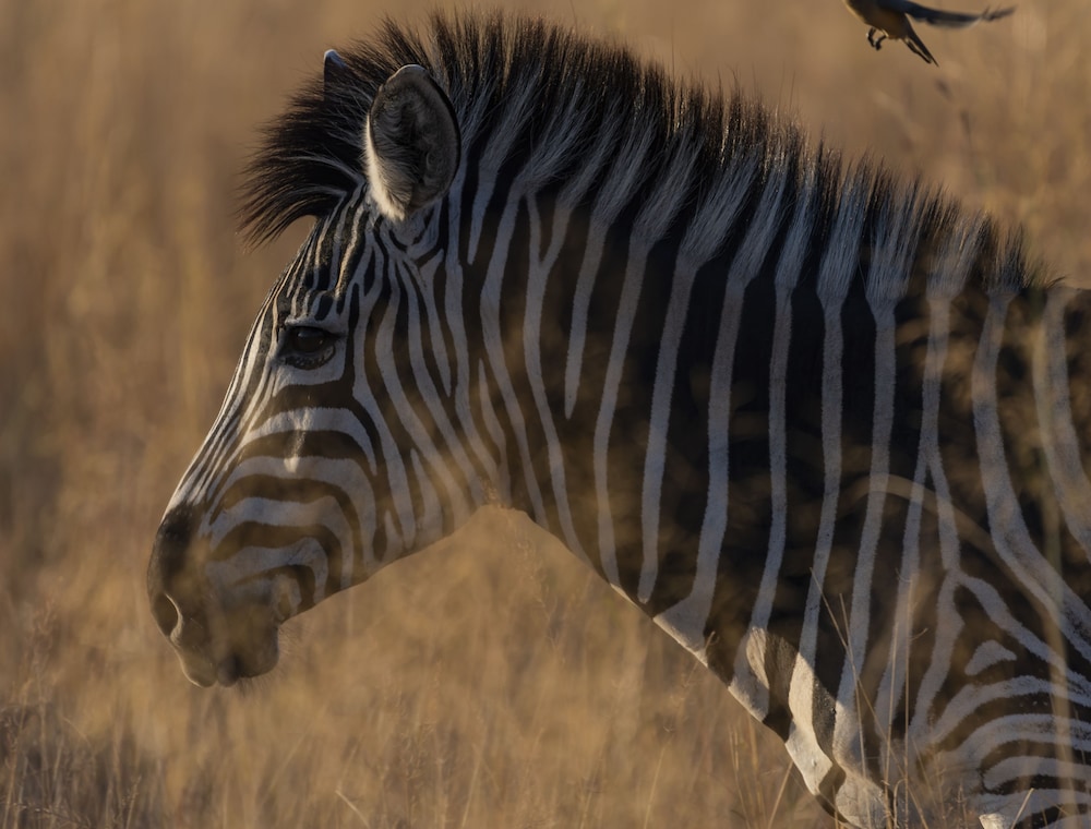 Inyati Game Lodge