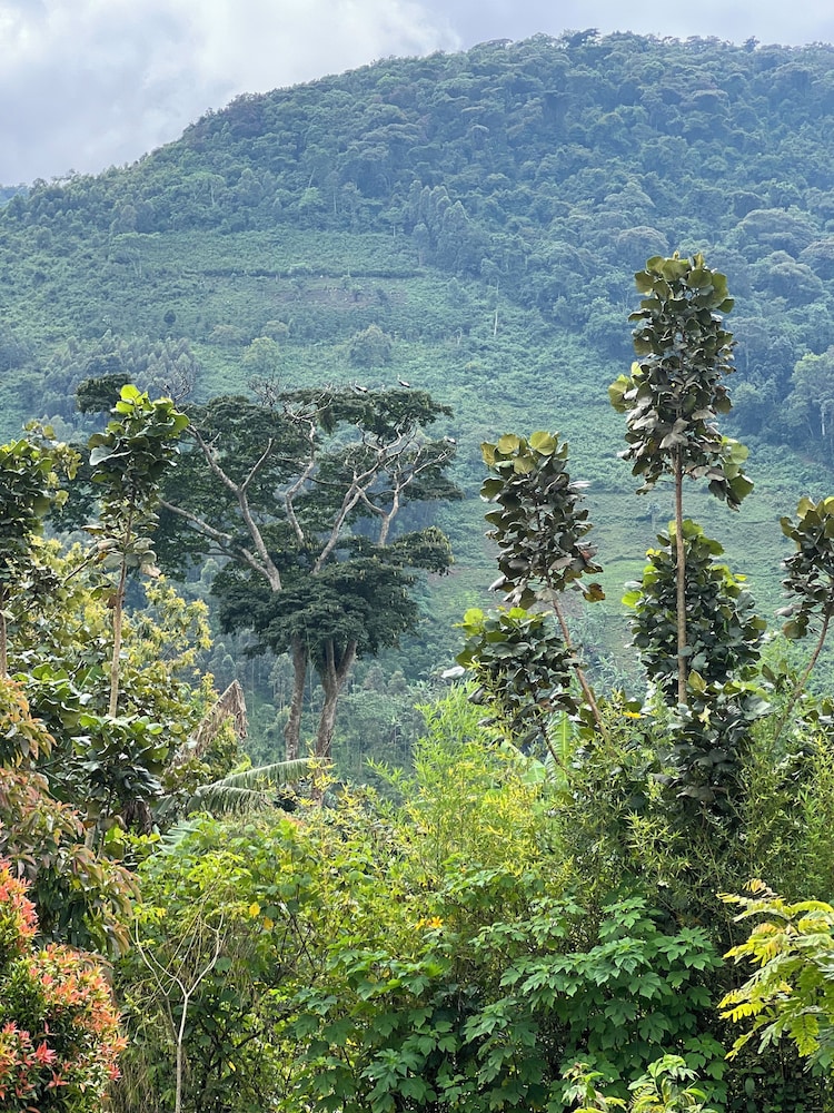 Rafiki Safari Lodge Bwindi
