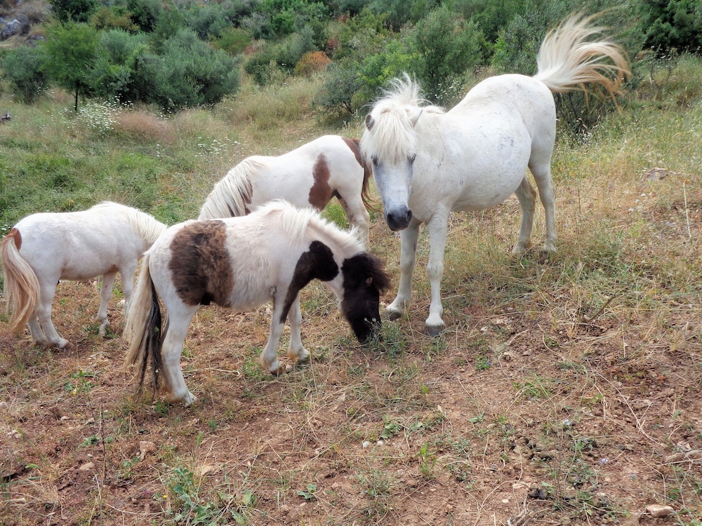 Menina Farm