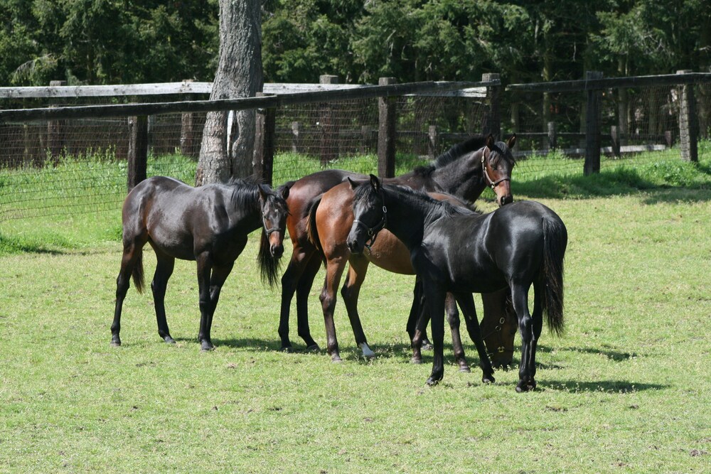 Wildwood Farm B&B