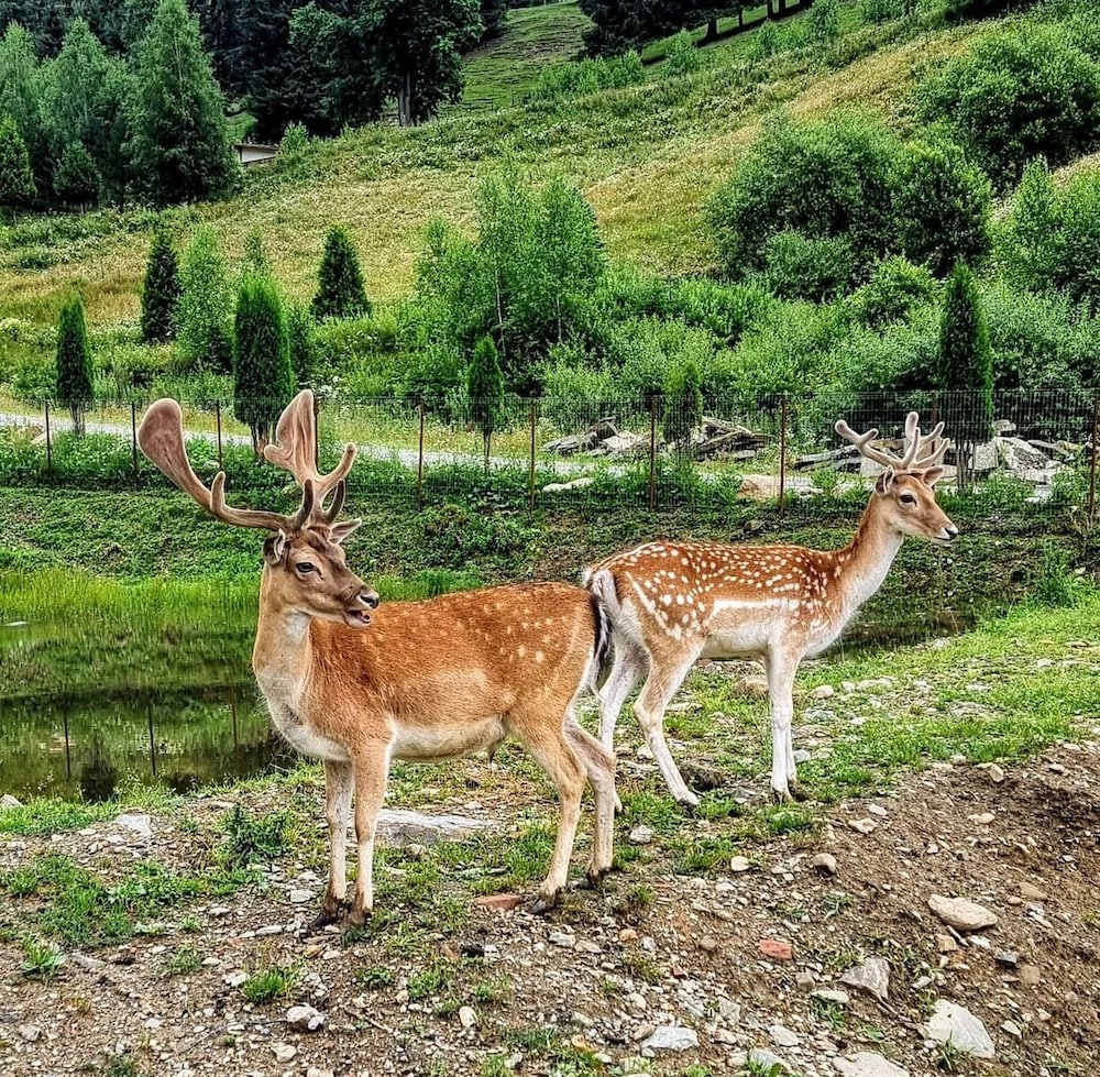 Pensiunea Poiana Izvoarelor