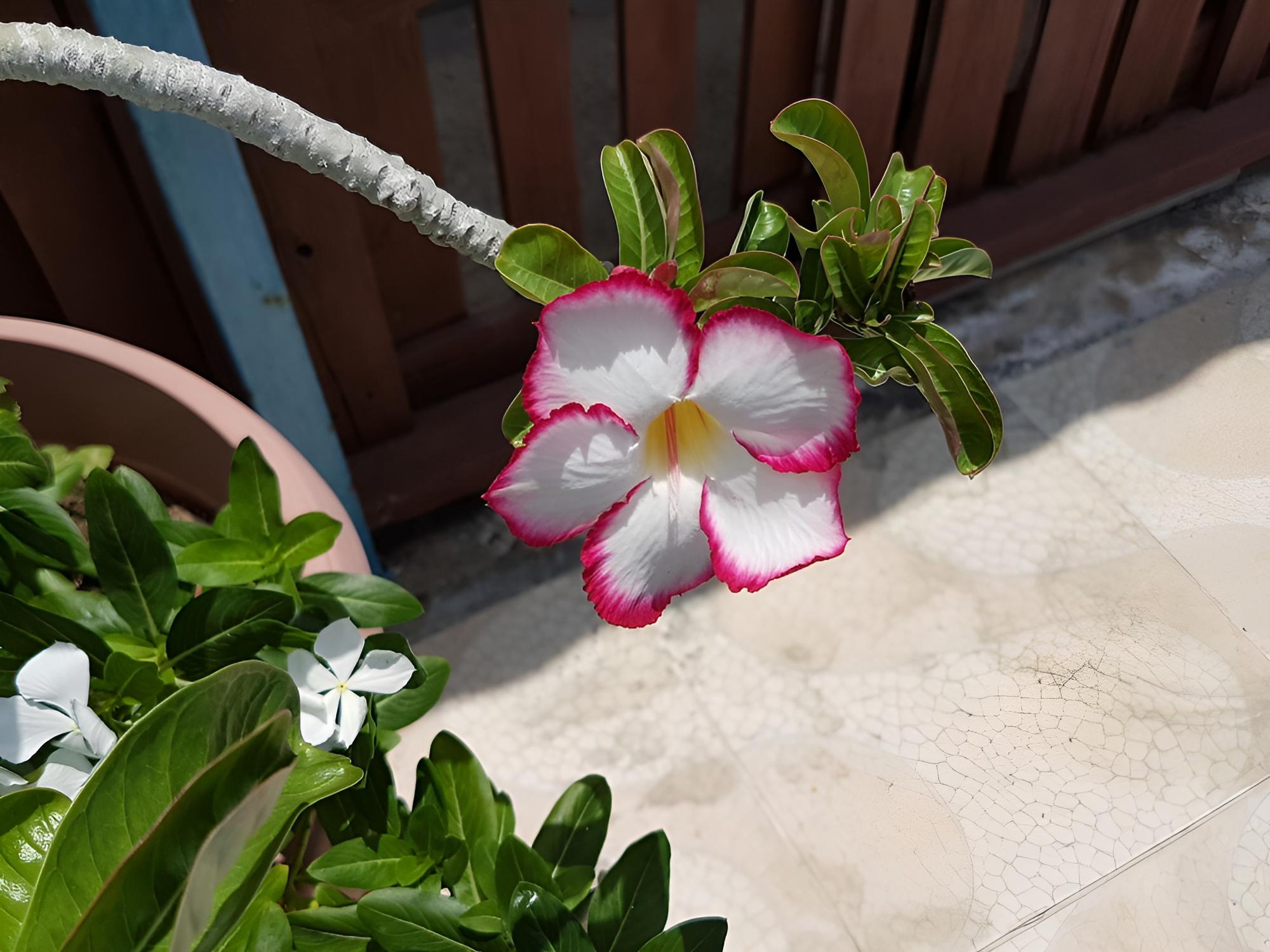 Apartamentos Cecil Paradise